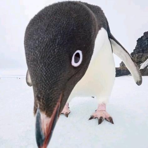 牢潜水怪