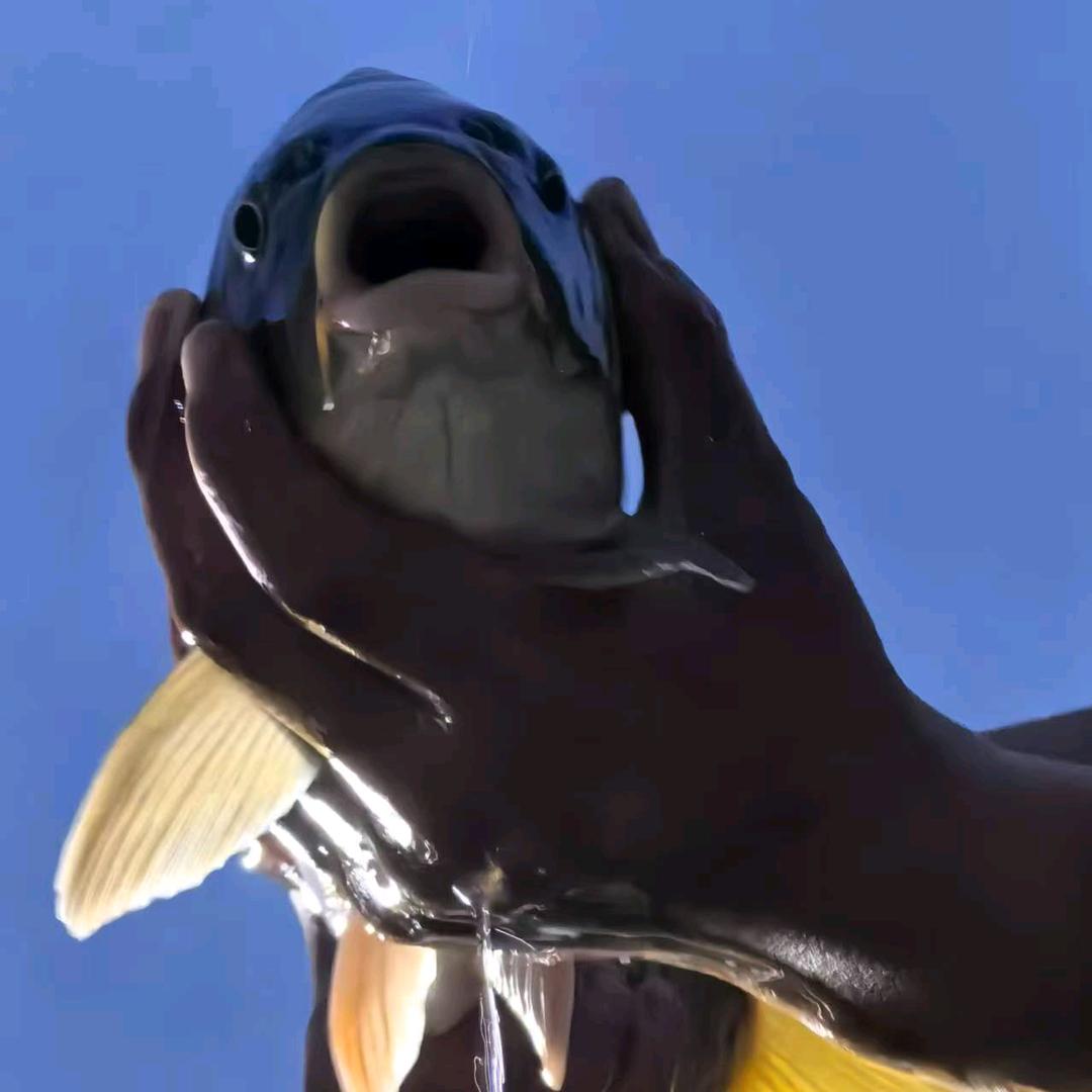 机器猫爱🎣鱼