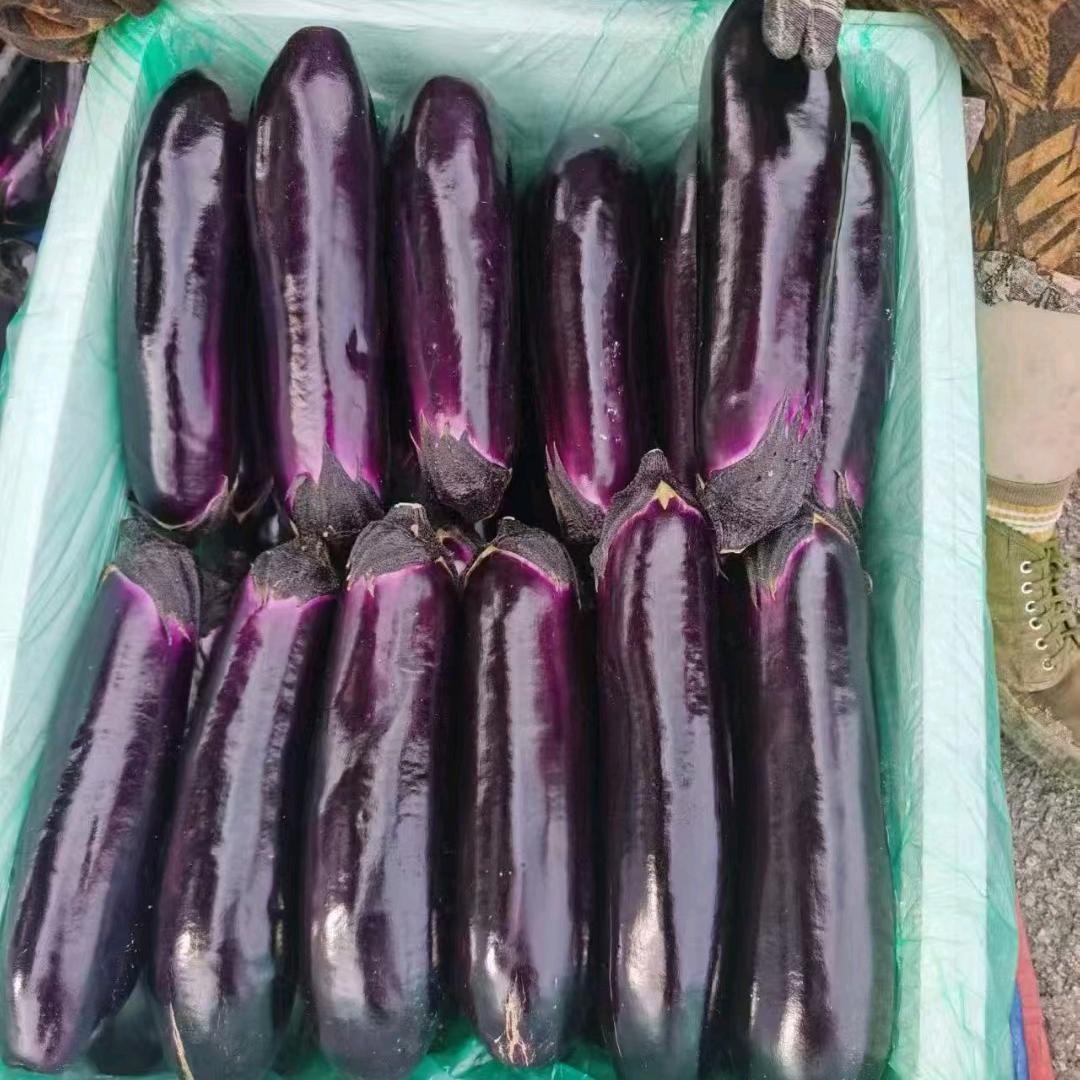 虎门富民市场专业茄瓜