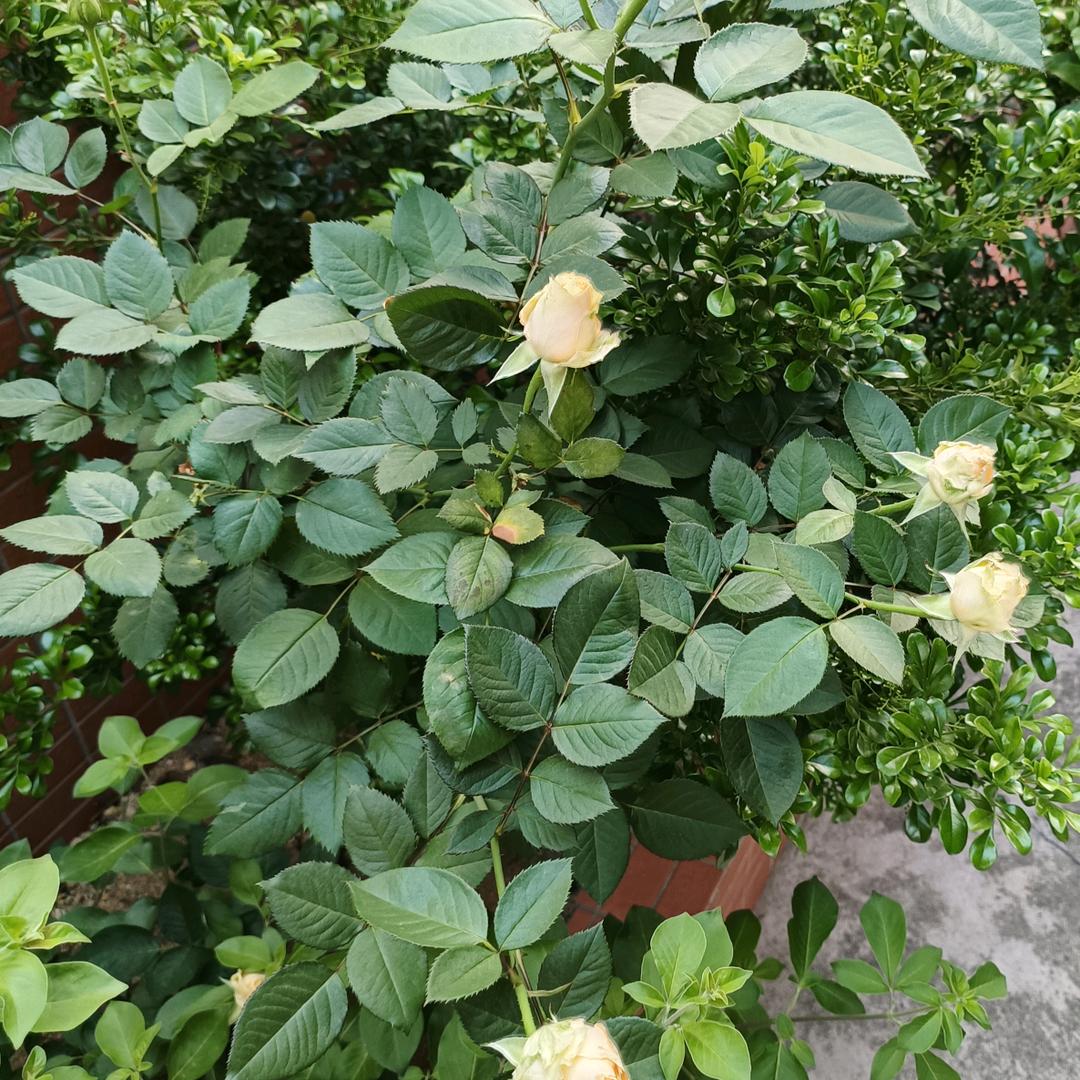 用户811117🌹🌹