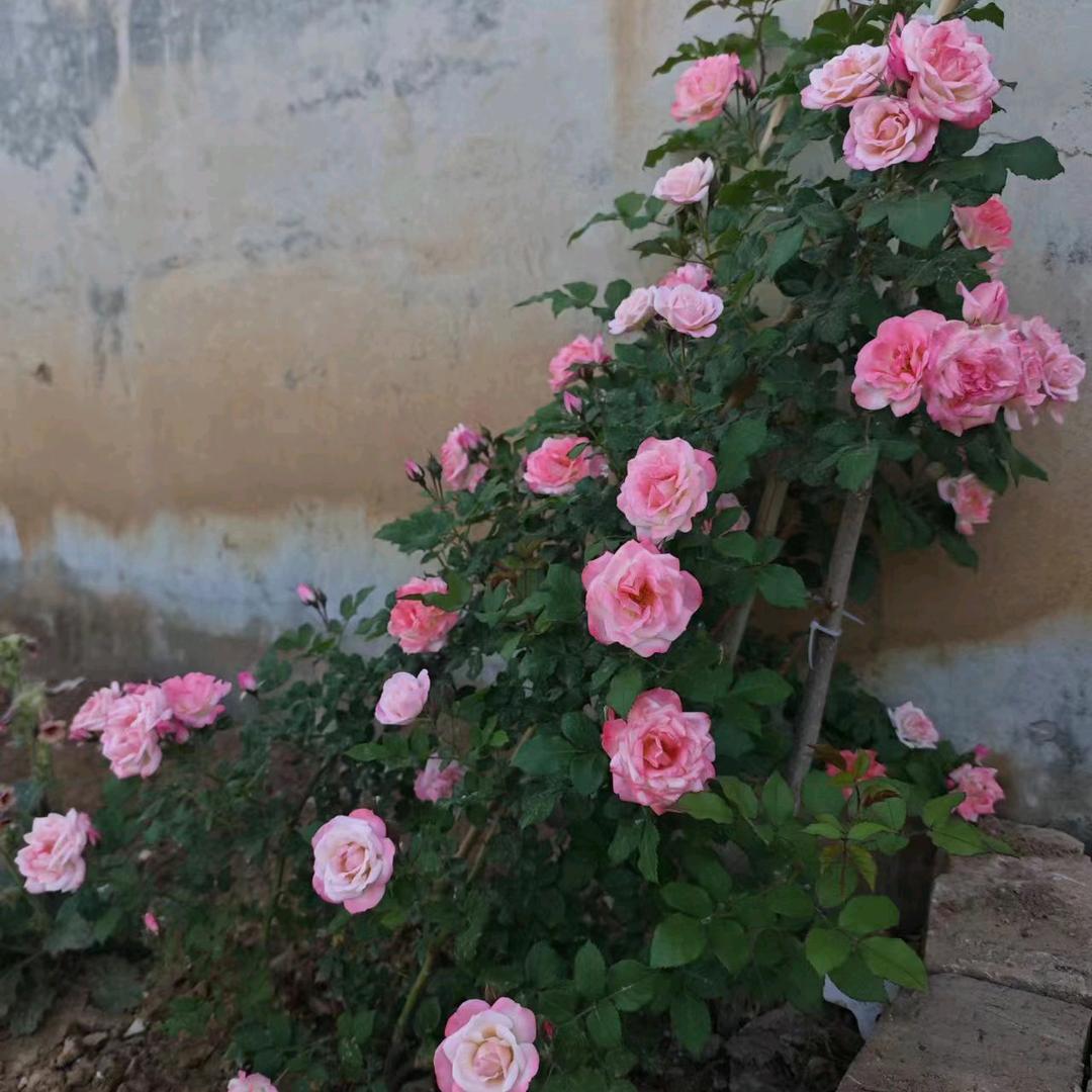 时间见证人心。