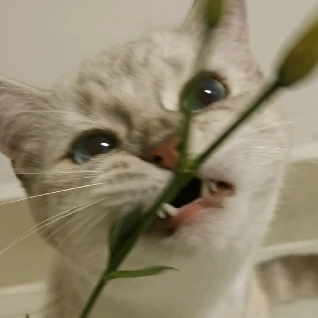 小苳