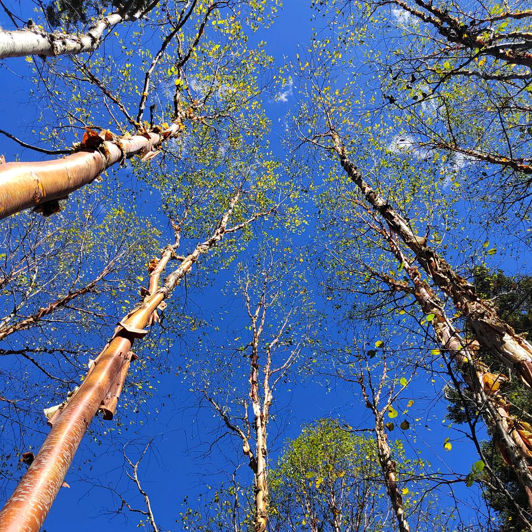 是鸡爷也是骥哥