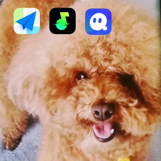 5113787935蒲公英骑士