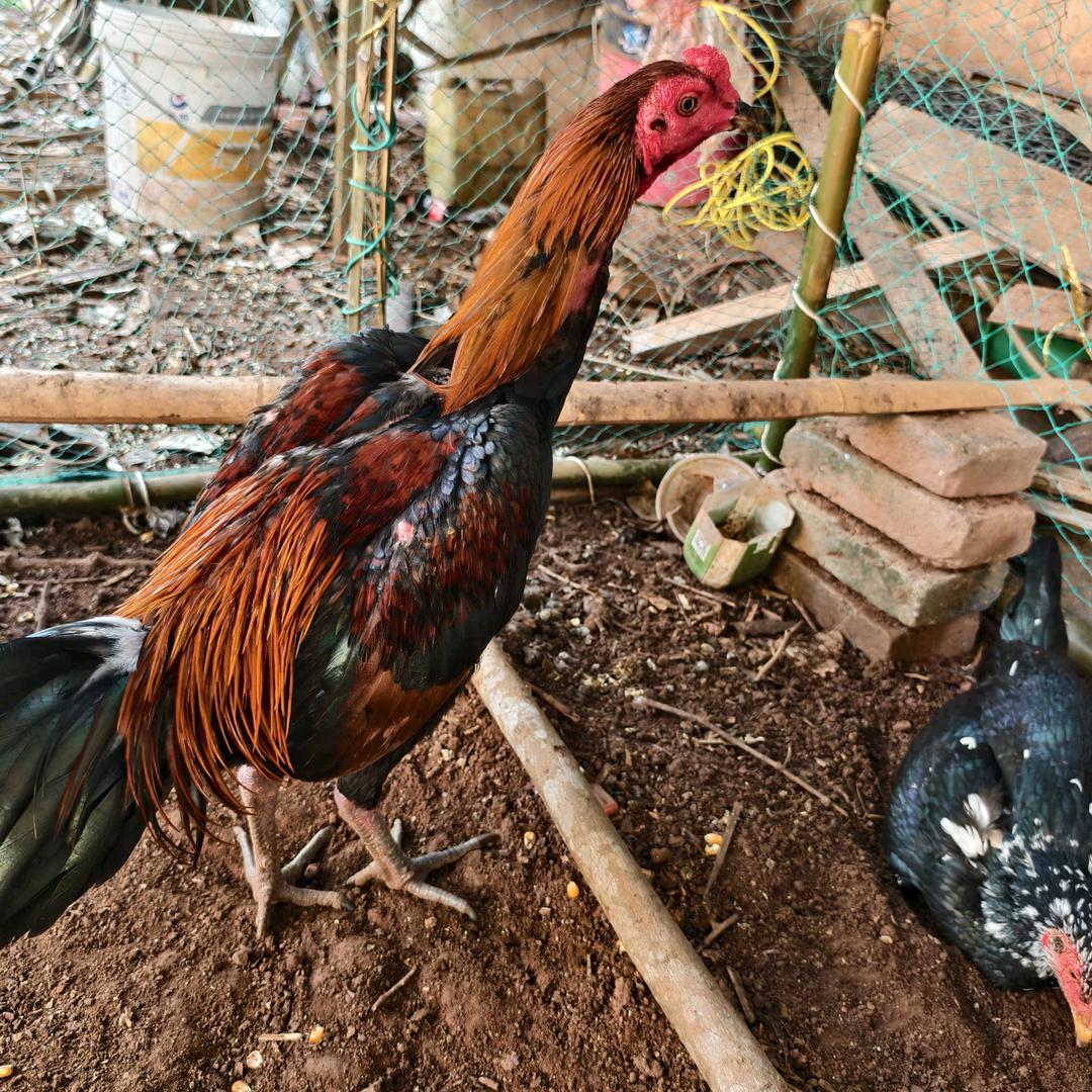 💔😆养鸡呢😆💔