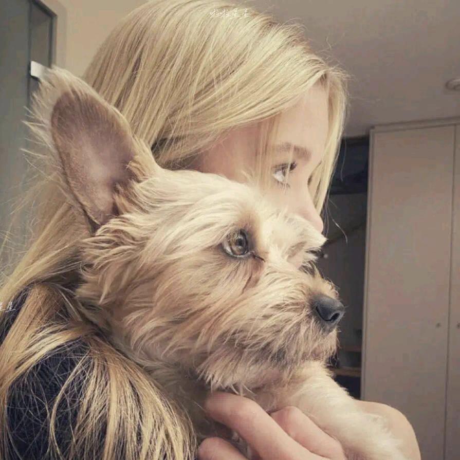 不加洋葱的烤冷面