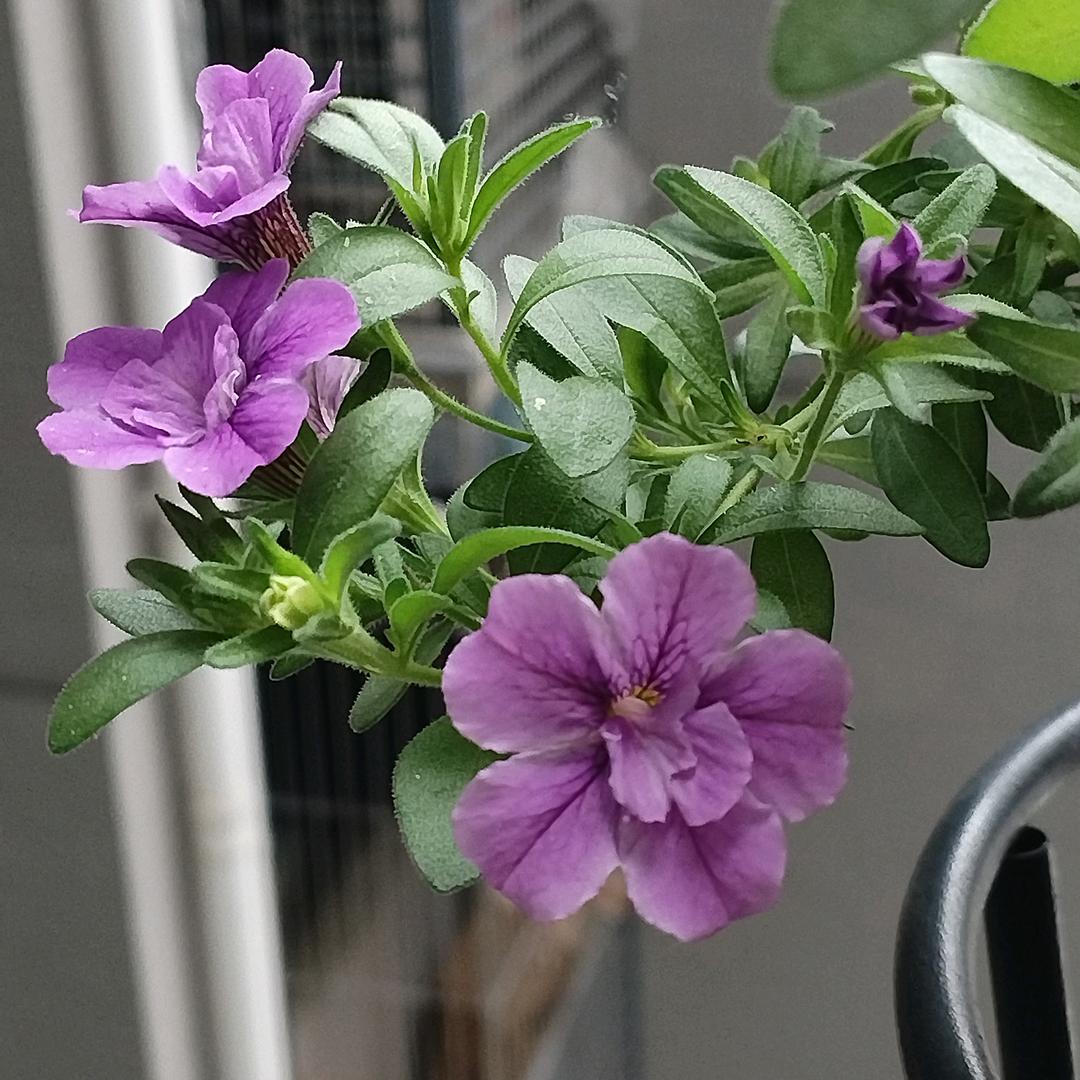 家有二宝《橱窗好物分享》