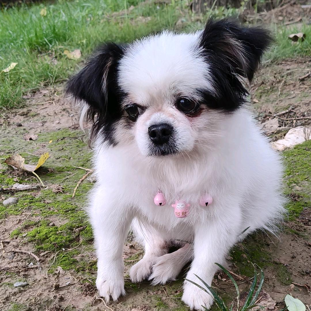 皮皮是蝴蝶犬🐼🐕