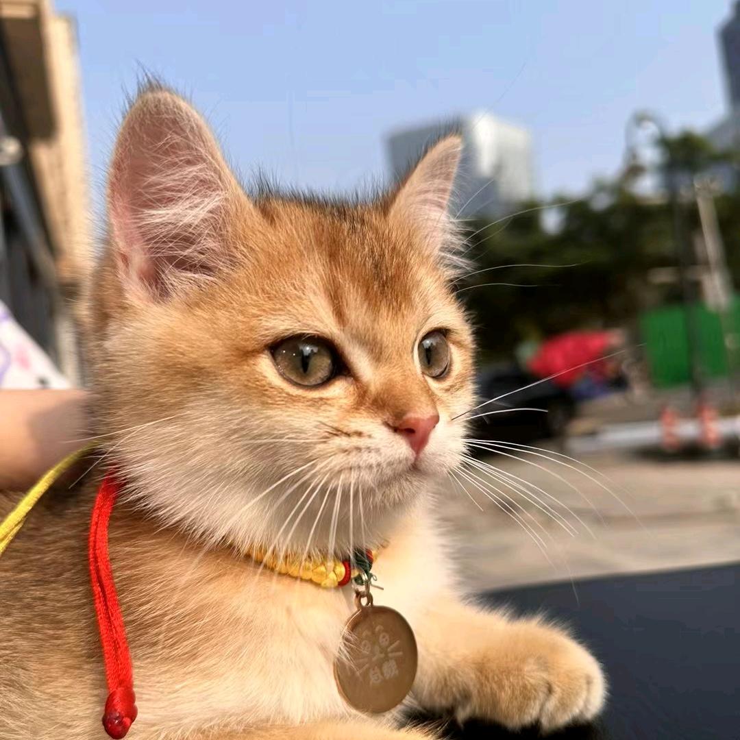 爱上了喵全集