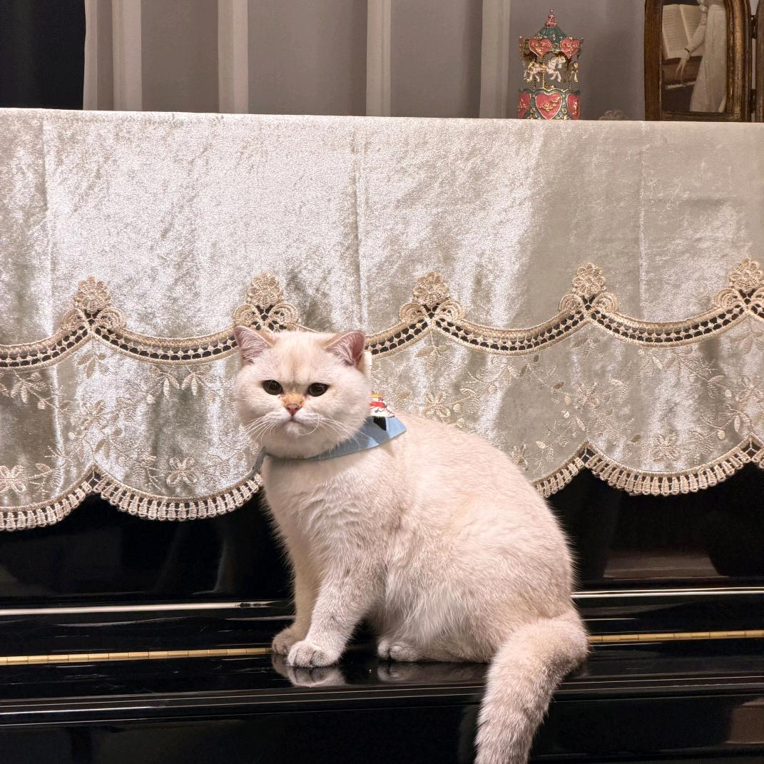 泥巴厂主🐾