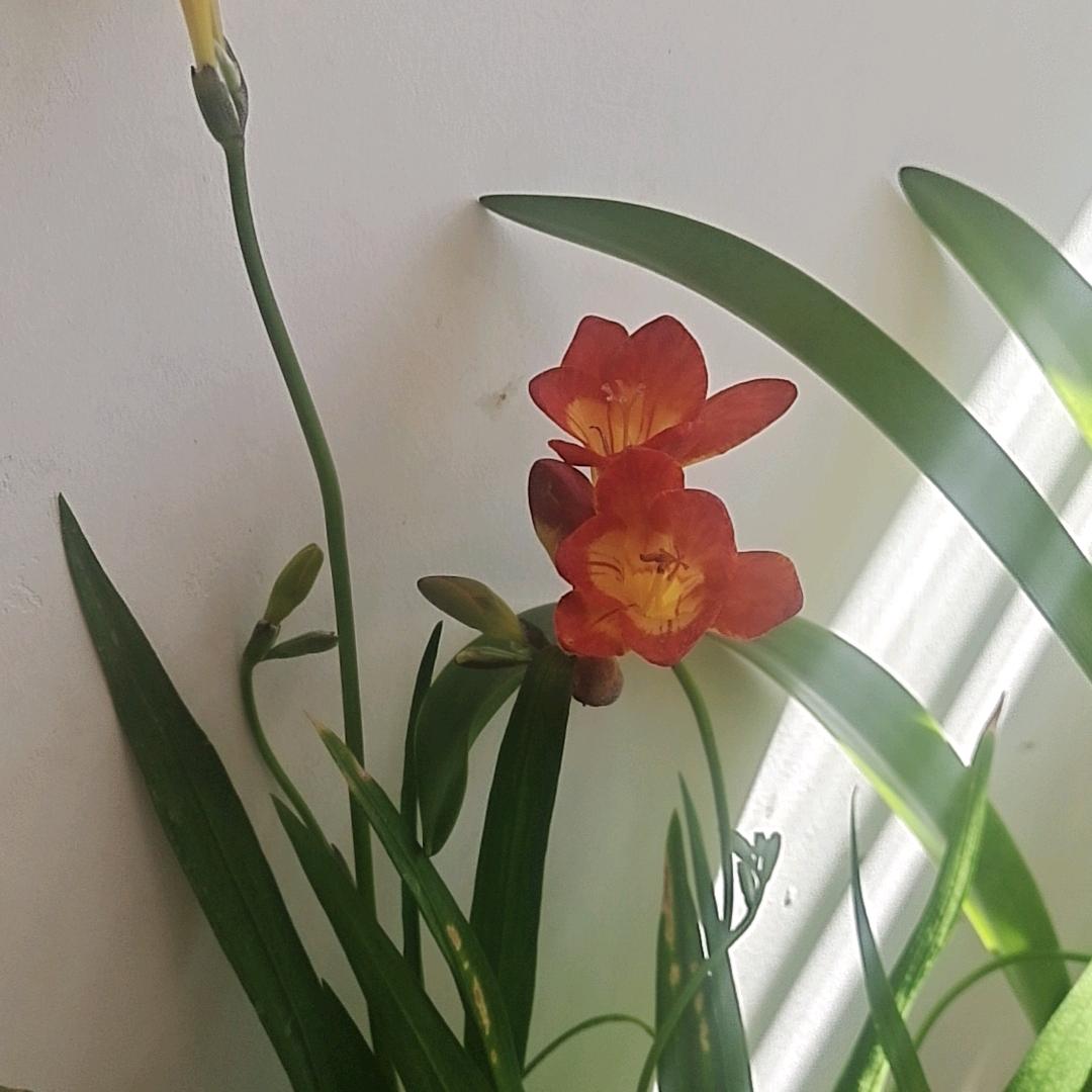 竹