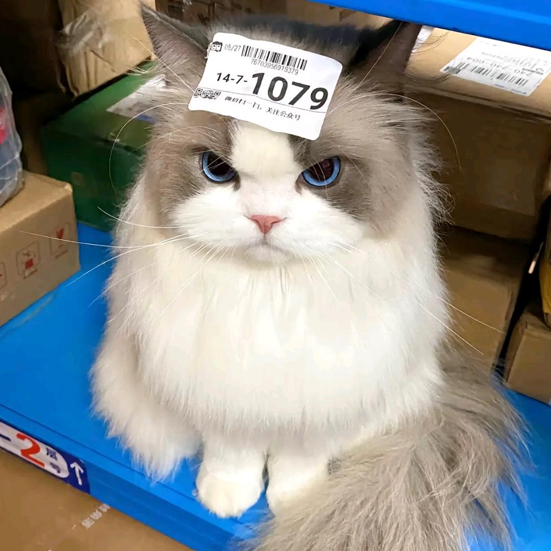 死亡芥末酱油牛油果🥑