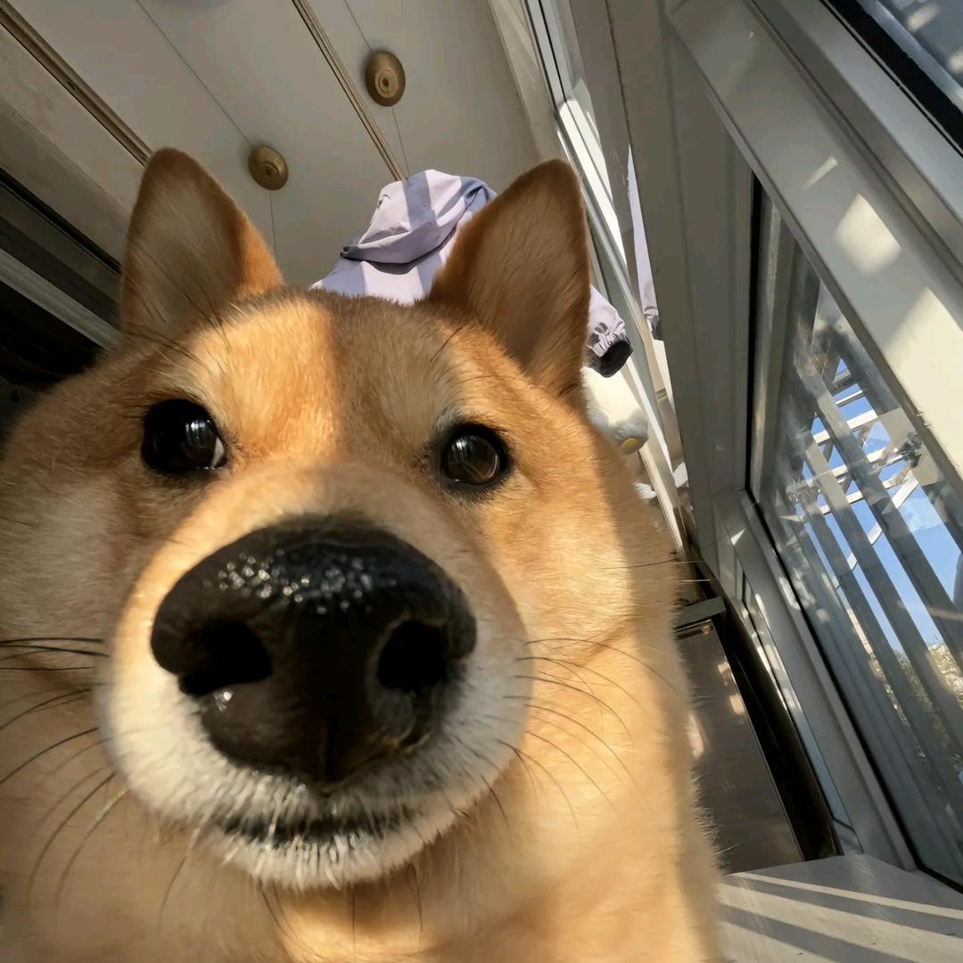 LhaoL