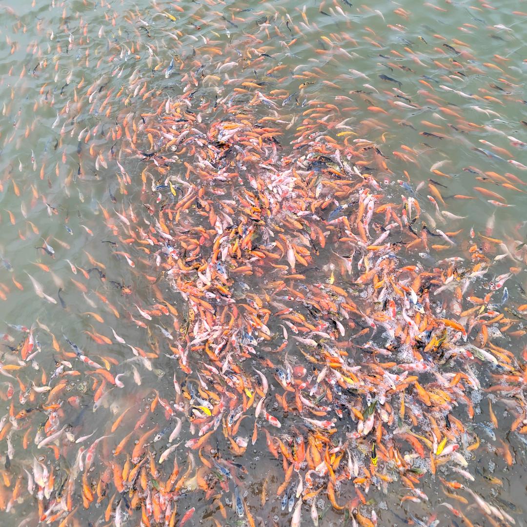 鱼之舞