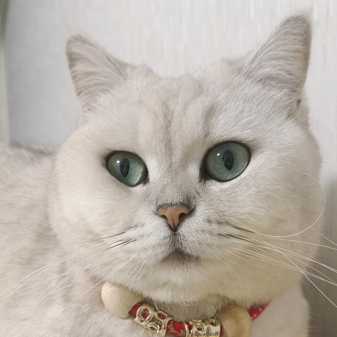 ە ㅤ ㅤ小米爱吃🐟ㅤㅤ ㅤㅤ