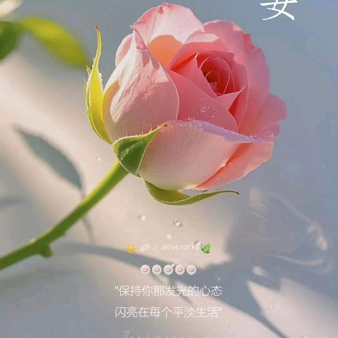 🌸 •̀_•́🌱