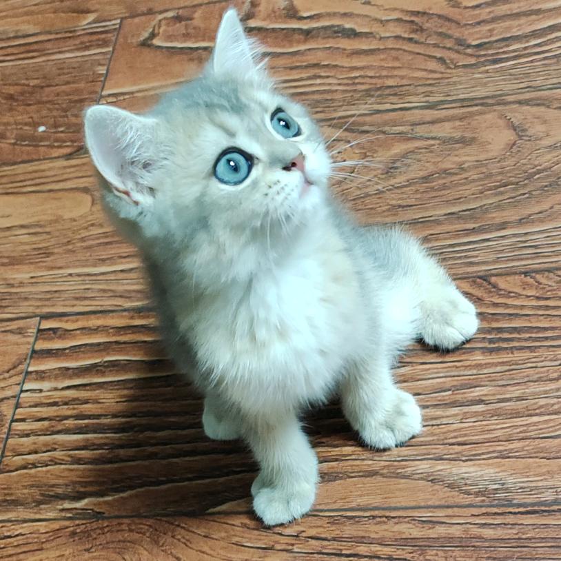 虾球是只猫🐱