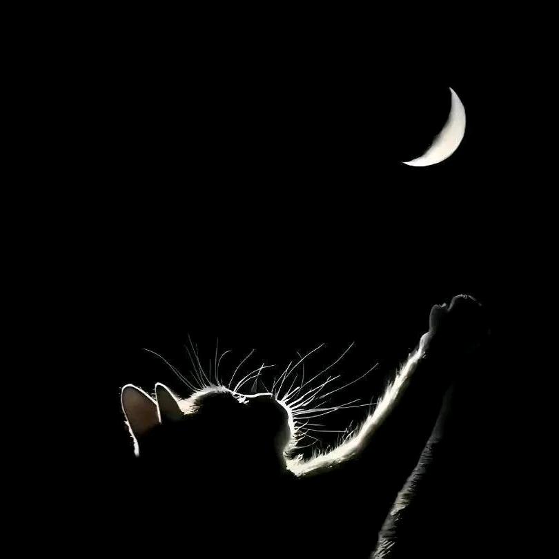 客在花间心在北