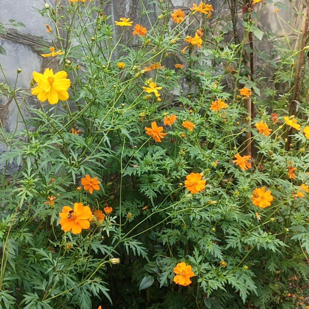 余生(❁´◡`❁)*✲ﾟ*安好