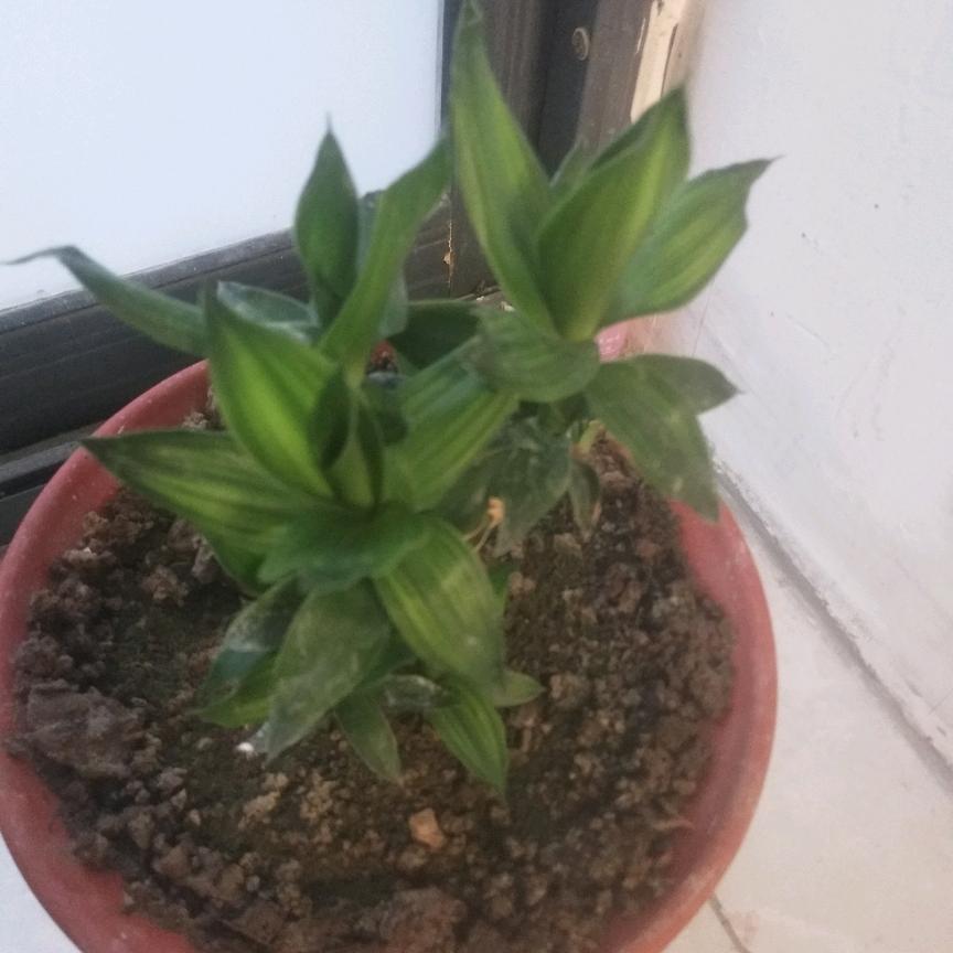曜锦商贸