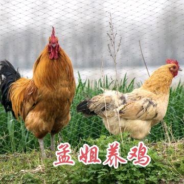 孟姐会养鸡