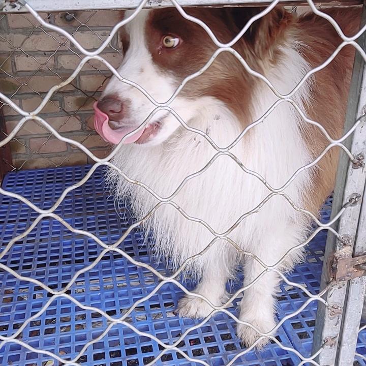 蔚县边牧