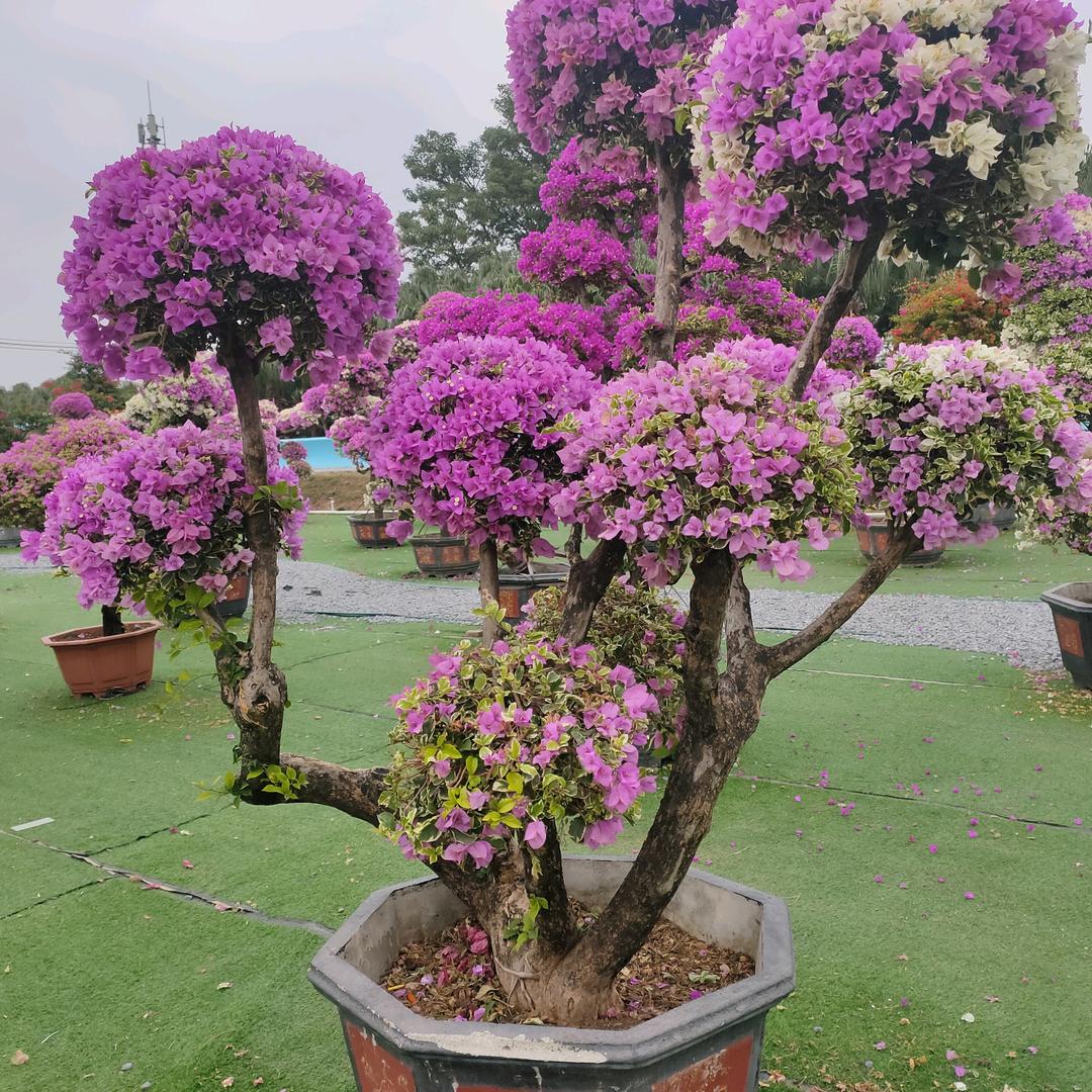 羊羊得亿
