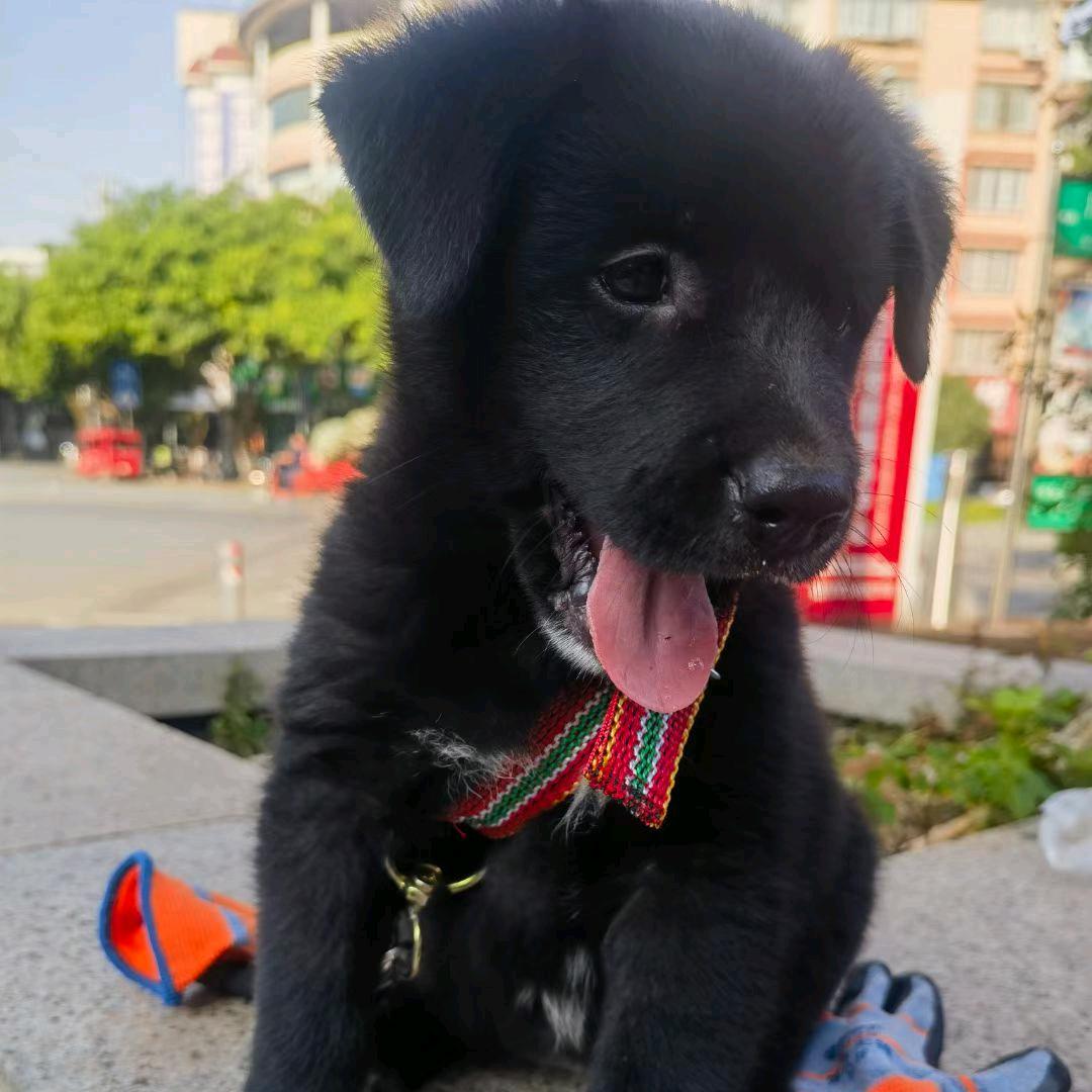 阿妹家的土狗崽子