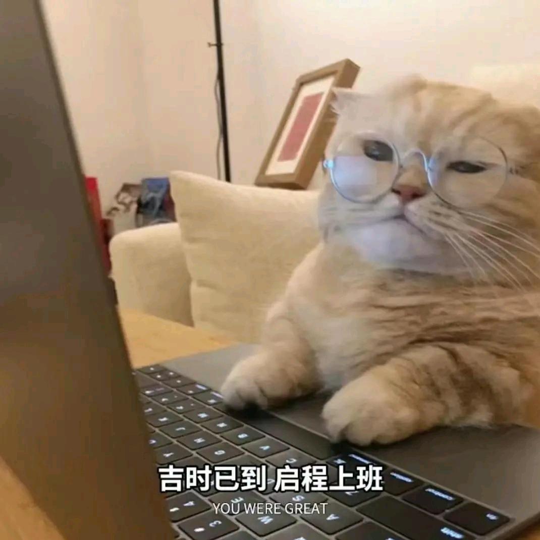 菲菲《养号版》