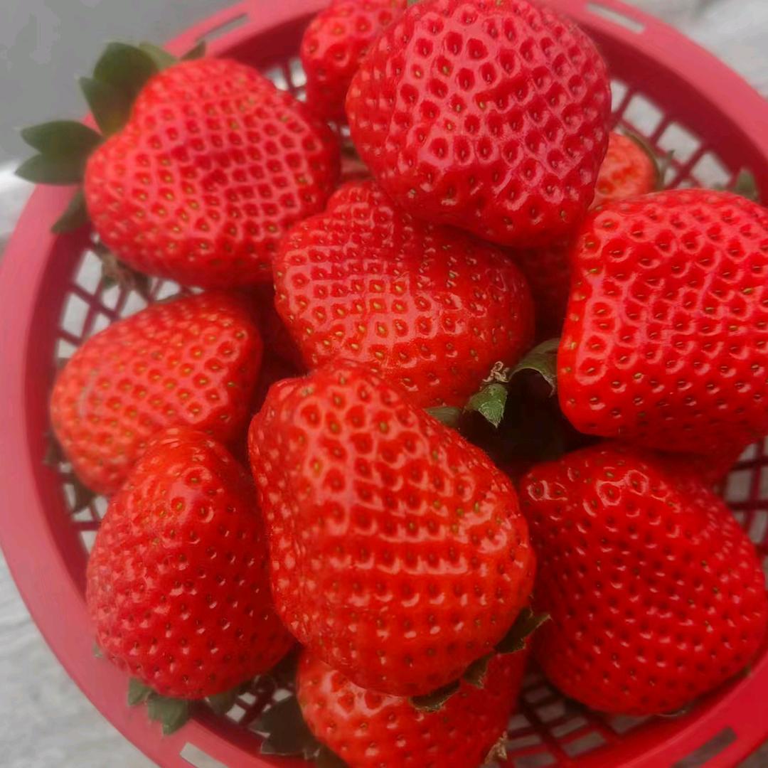上蔡县草莓批发
