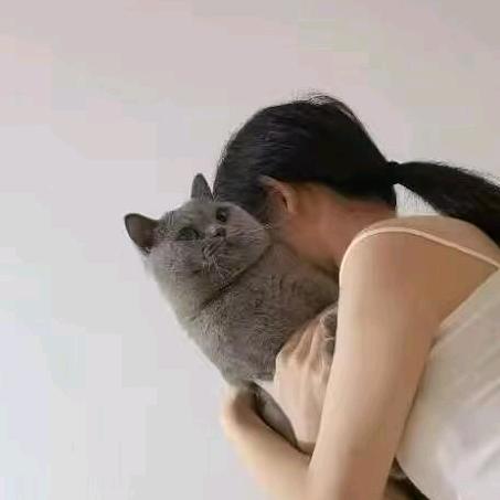 小九养猫日记