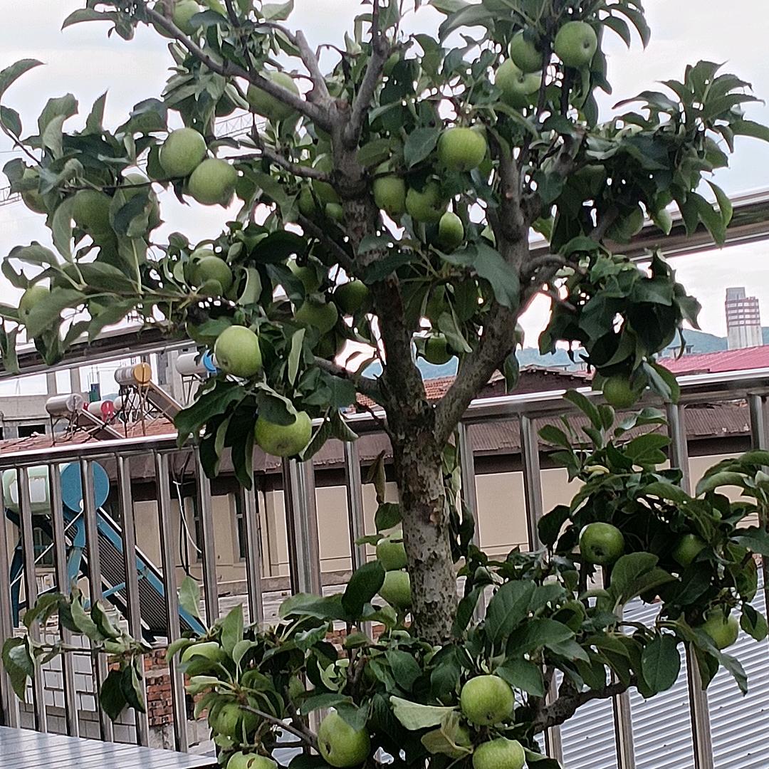 彬