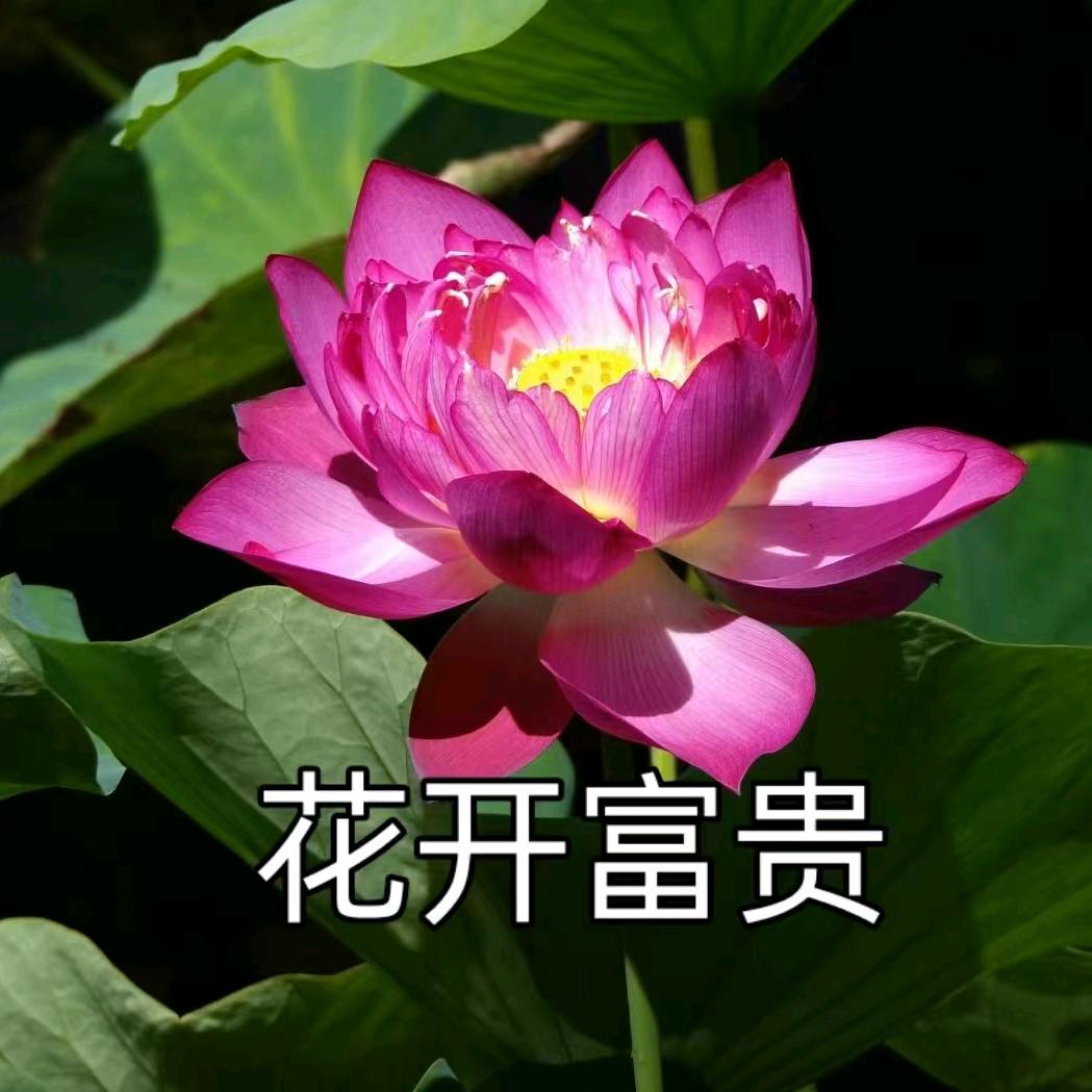 MrLⅰ你晓得个铲铲。