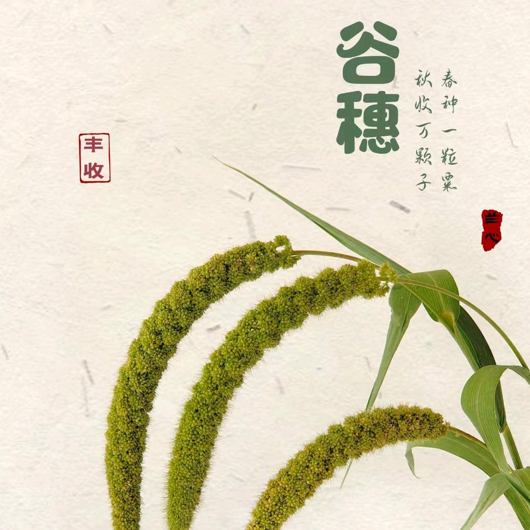 丰收