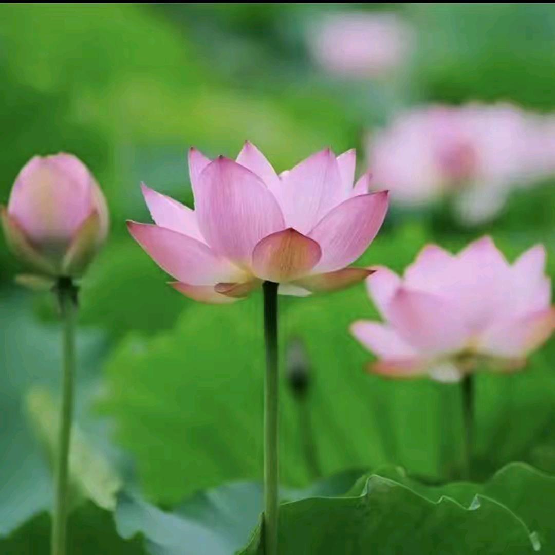 李大姐