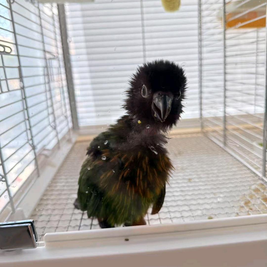 静姐的萌宠乐园