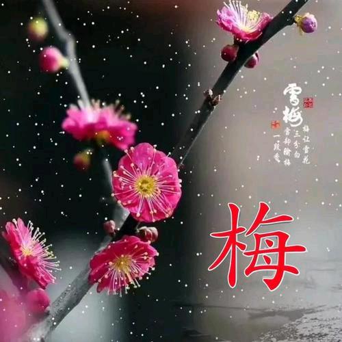 寒梅傲雪