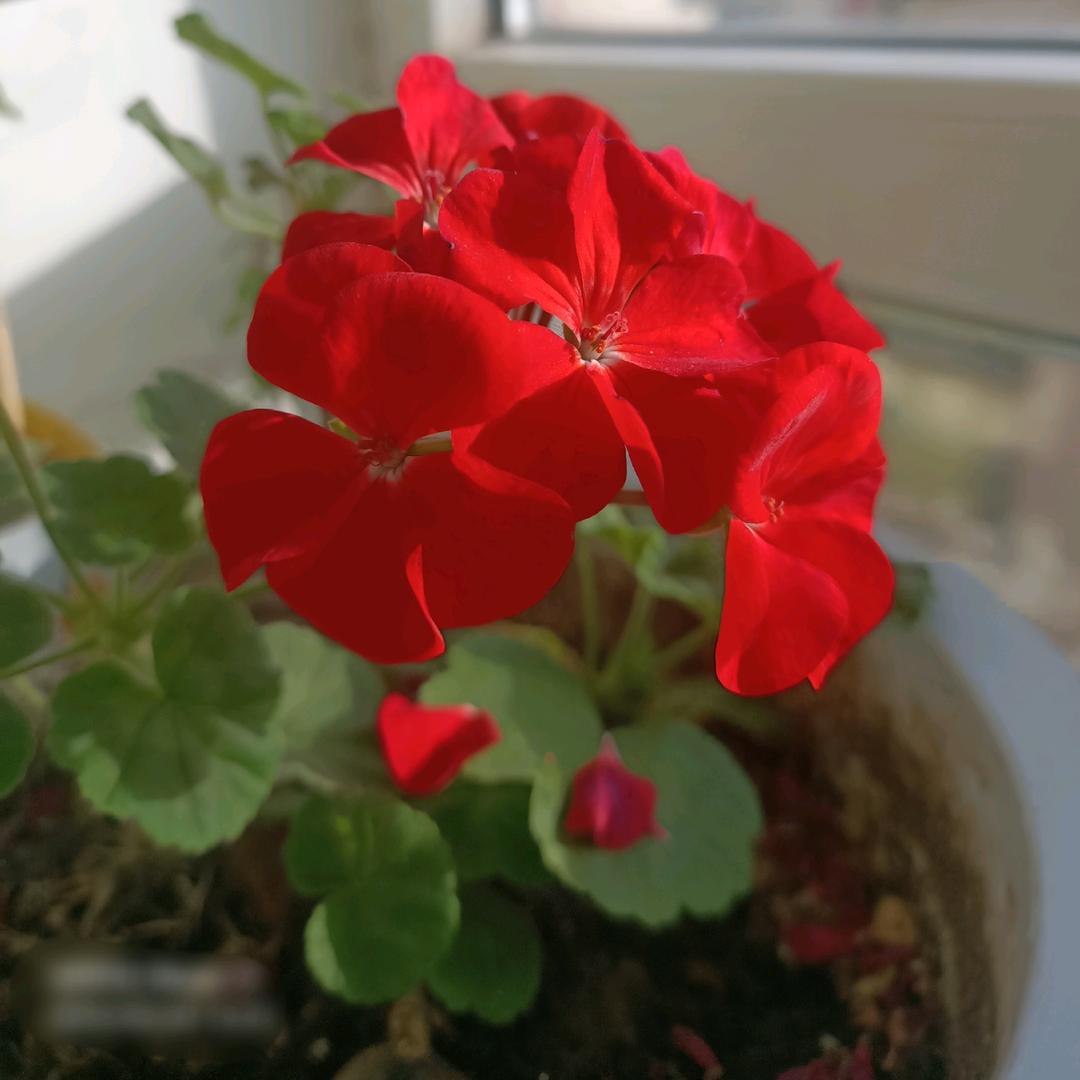 花开花落