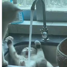 都是猫猫呀