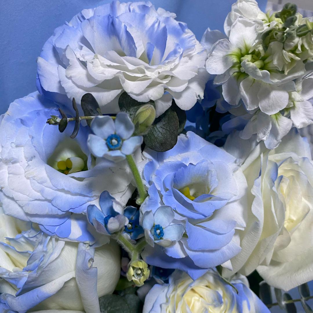 菟丝花