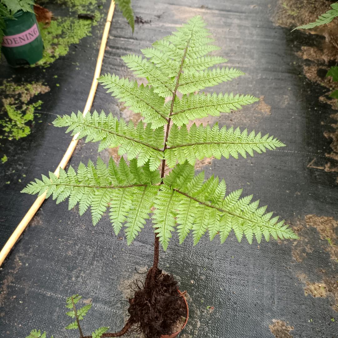 贝花木花卉