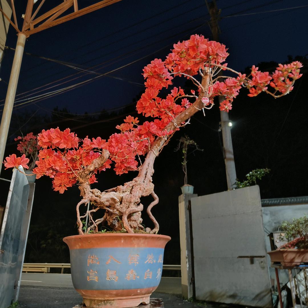 回山 柴巴花梅伯良