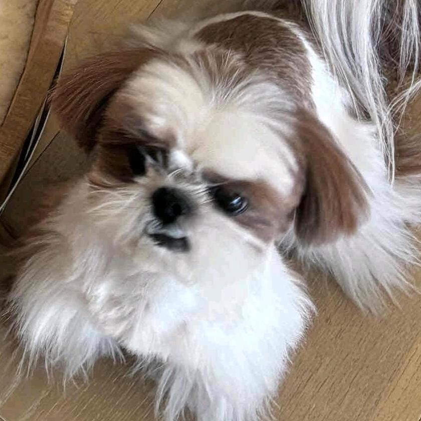 次蔚脆🦔