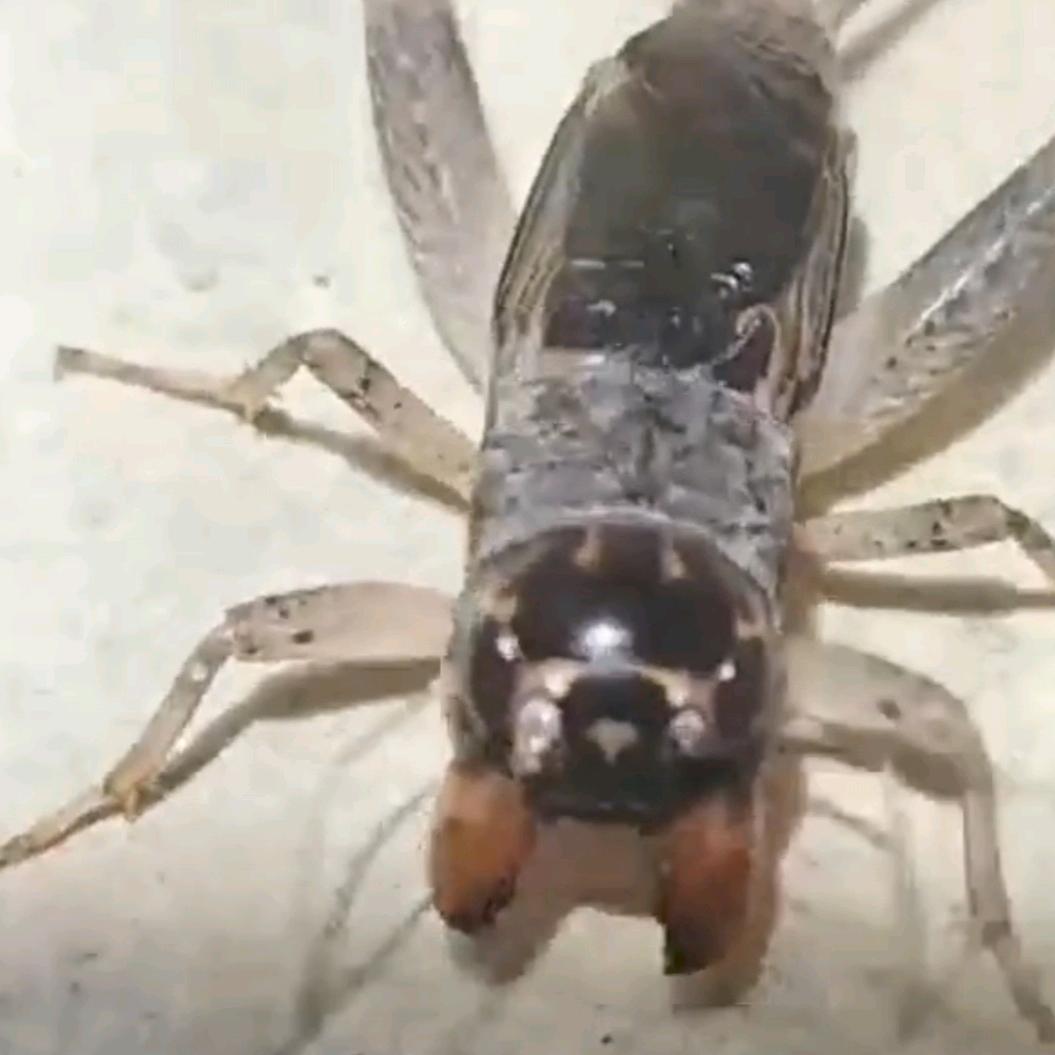 辛集蛐蛐