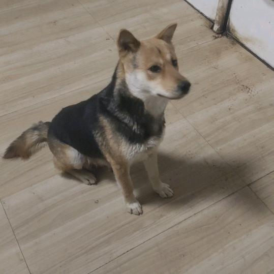 魔瓷