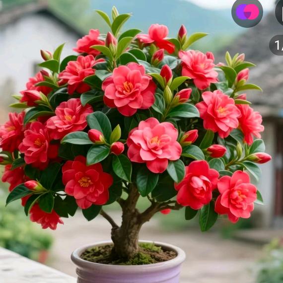 5.2.0.💋💋💋💋💋