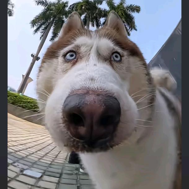 苦瓜大王