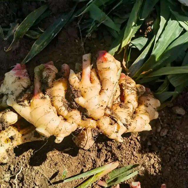 生姜种植1088