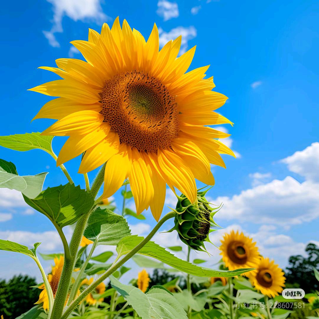 🌻向日葵