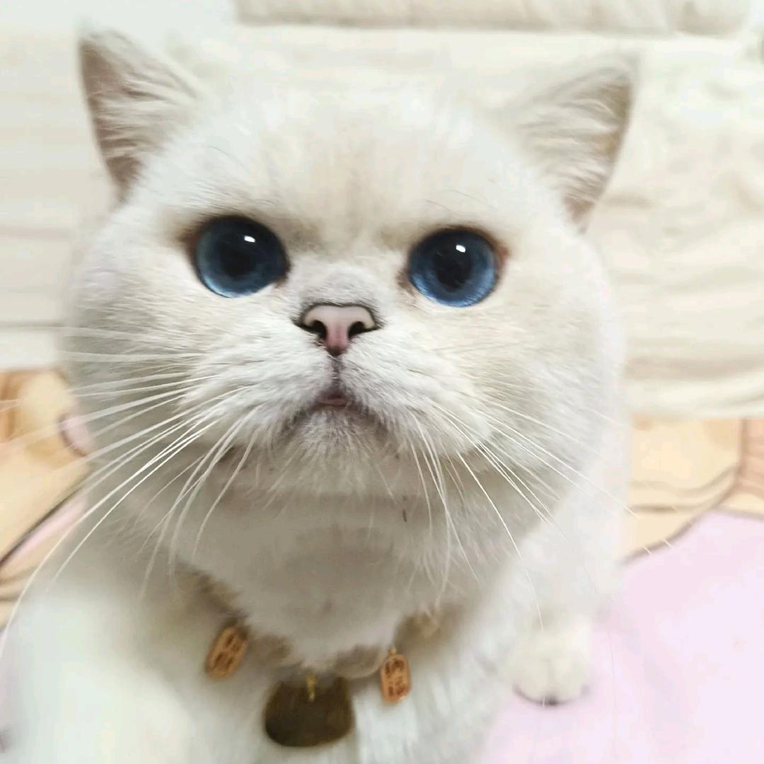 一只懒懒的猫咪